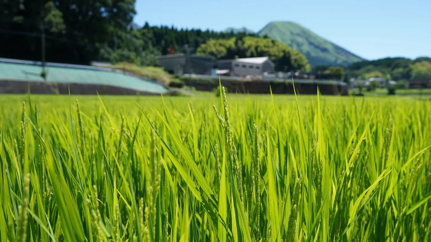 2025年7月29日の田んぼ
