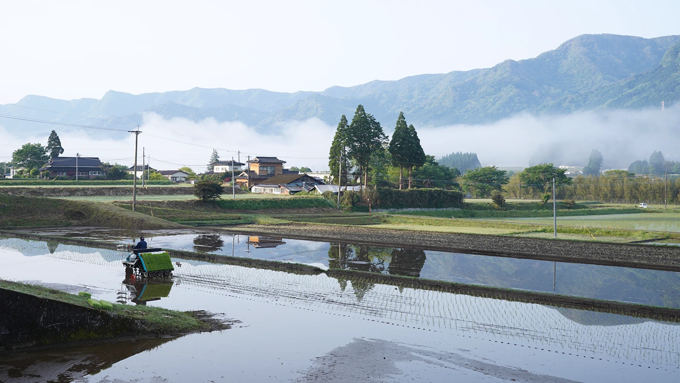 田植えの様子