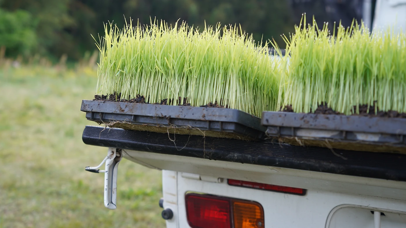 ササニシキの苗