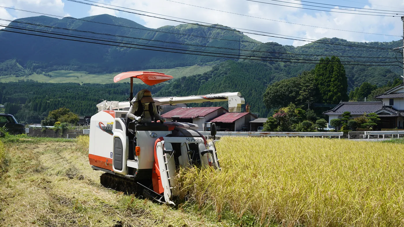 稲刈りの様子