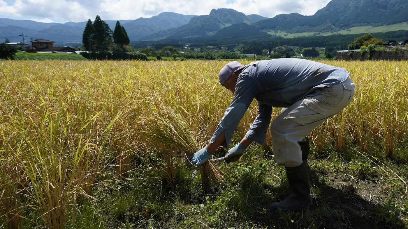 入口を手刈りする