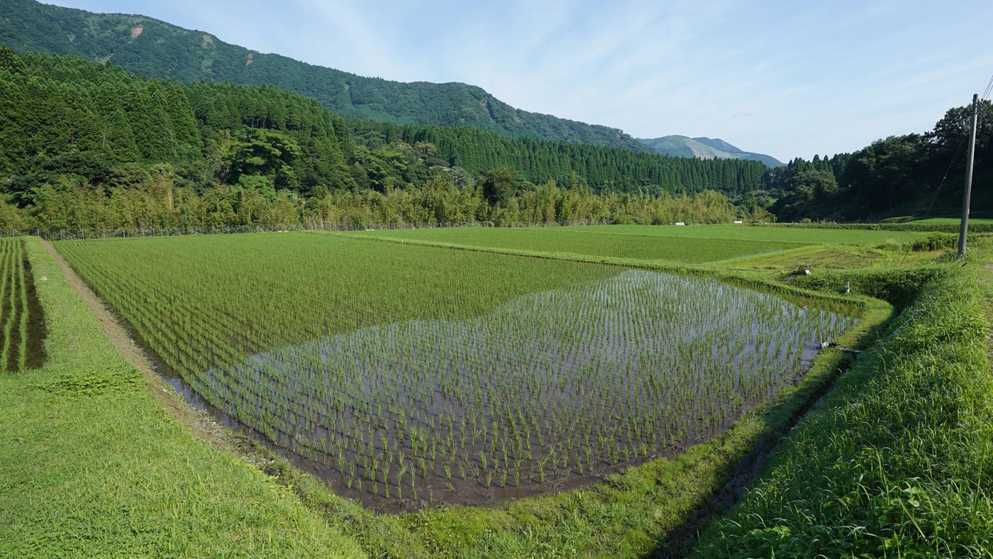 2025年6月20日の田んぼ