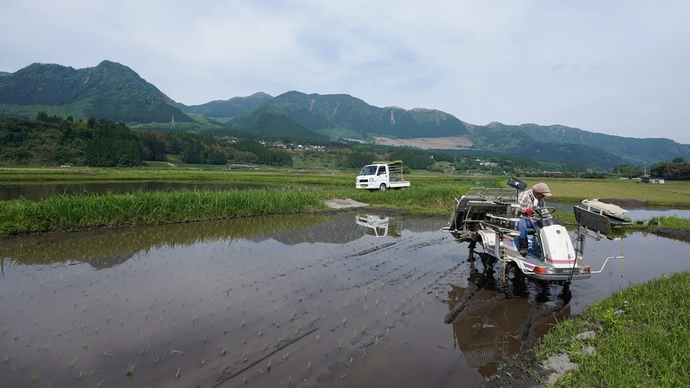 田植えする大森さん