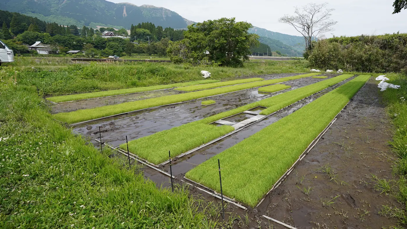 大森さんの苗代