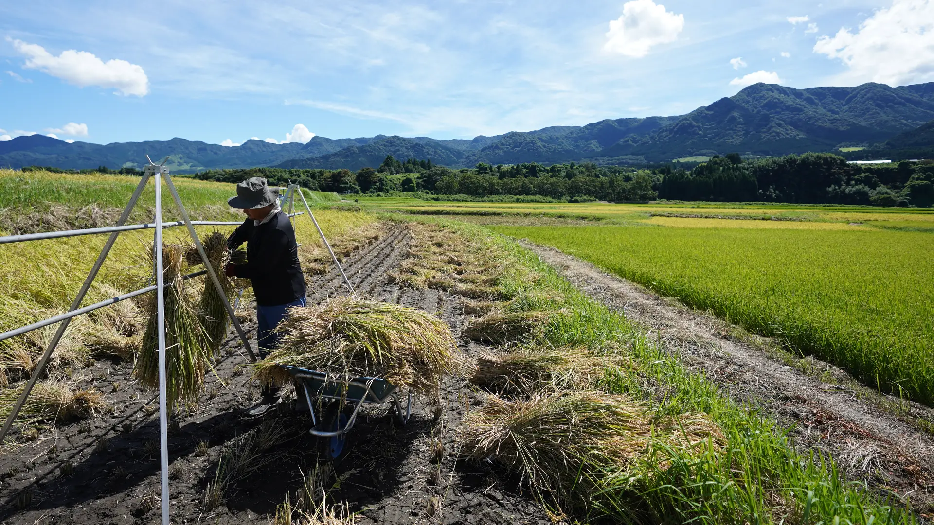 掛け干し作業を行う大森さん