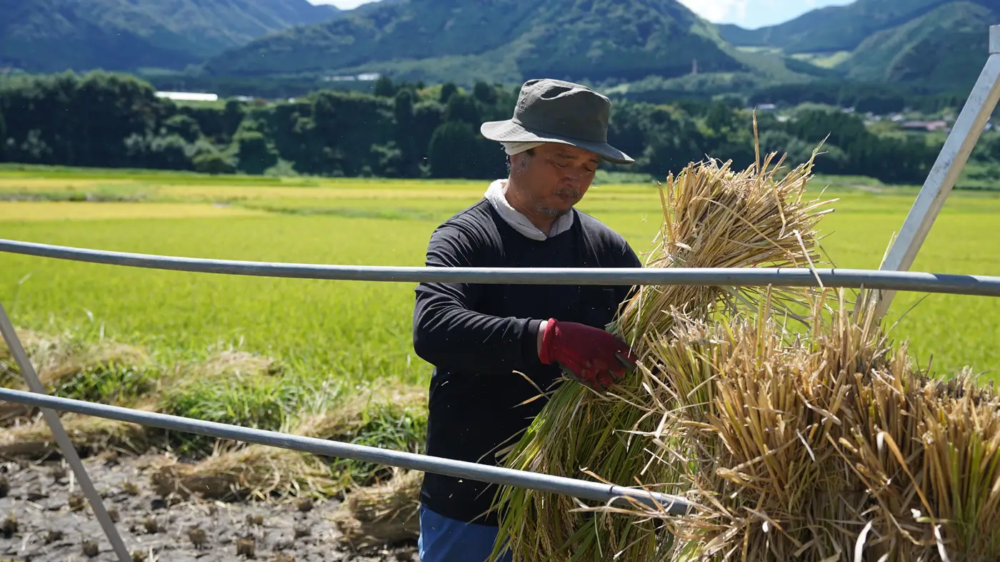 稲を稲干し台にかける