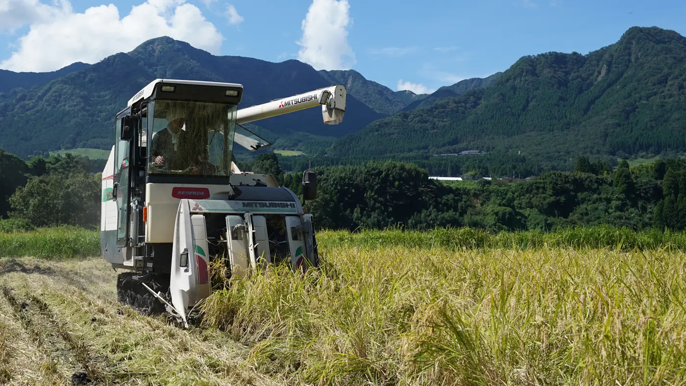 稲刈りの様子