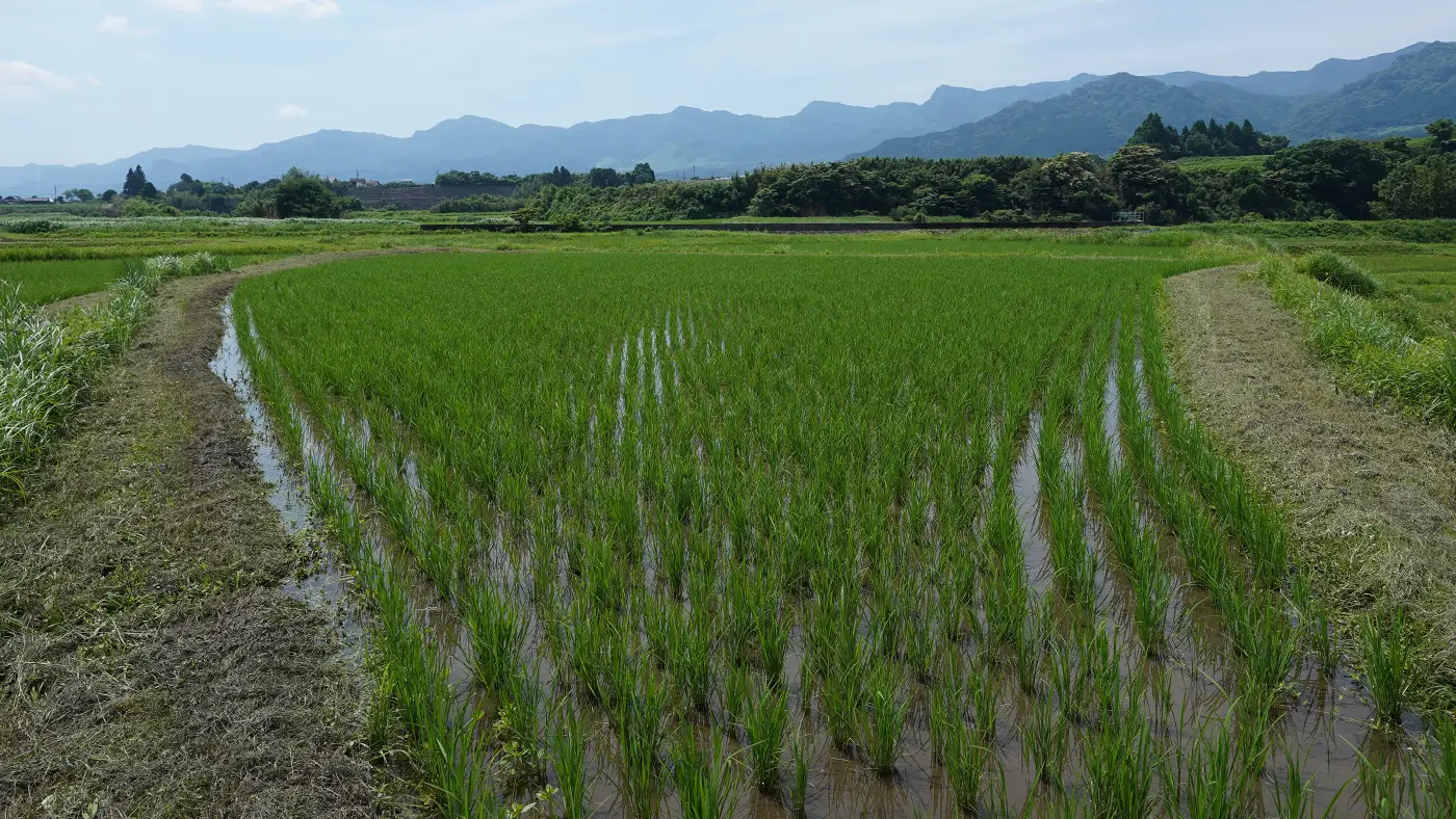 2025年6月20日の田んぼ
