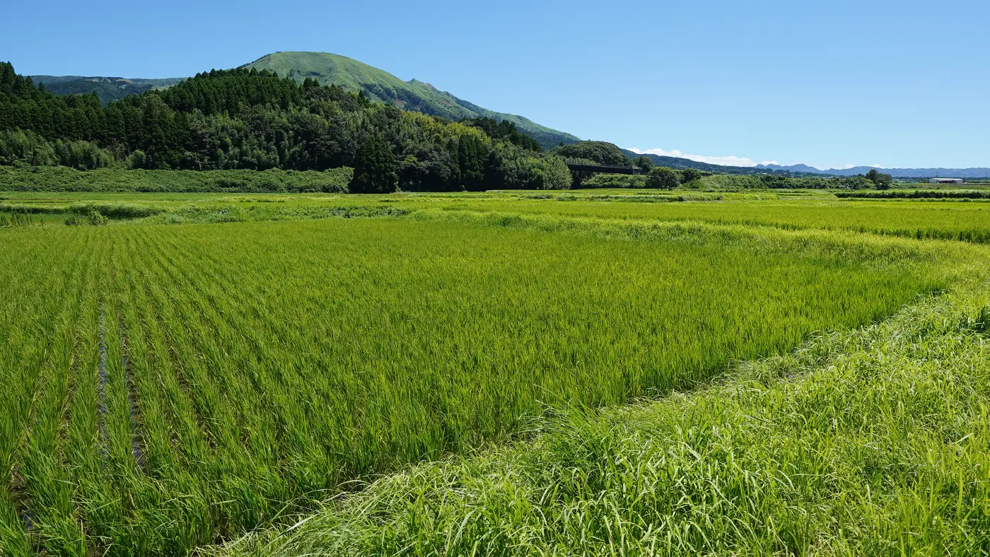 2025年7月29日の田んぼ