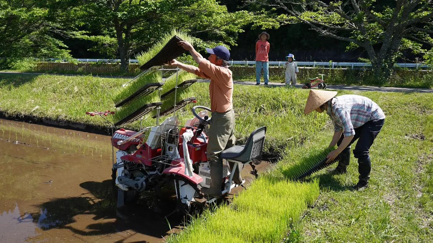 田植え作業する須古夫妻とそれを見守る家族