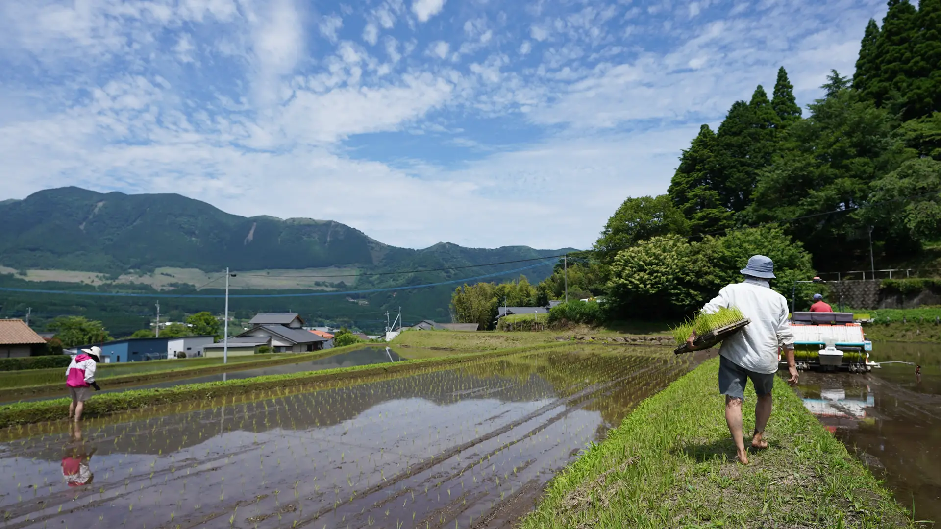 田植えの様子