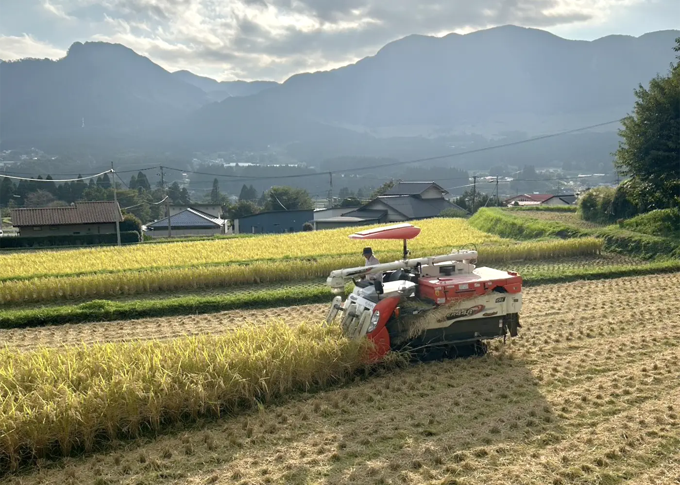 稲刈りの様子