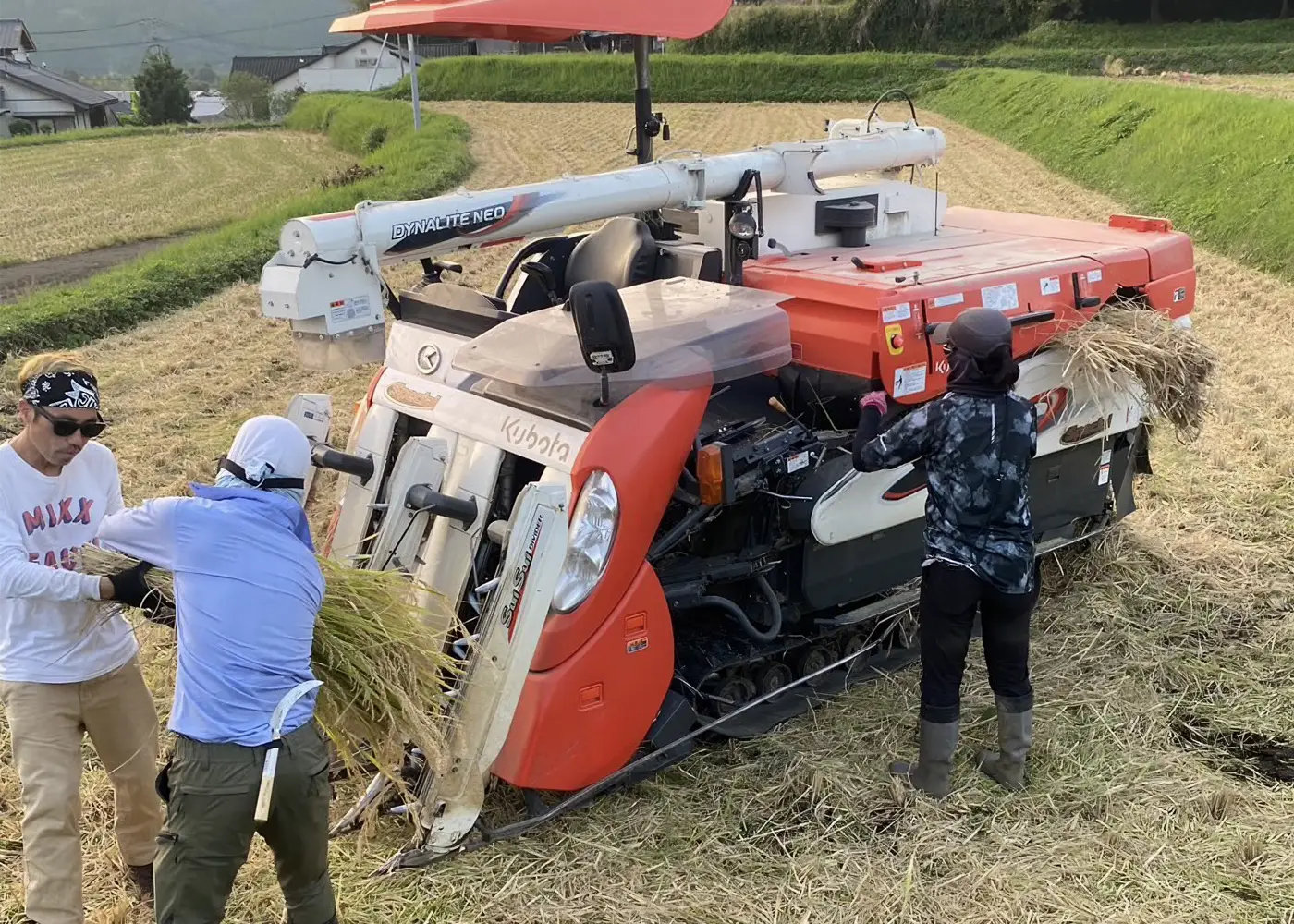 手刈り分の脱穀