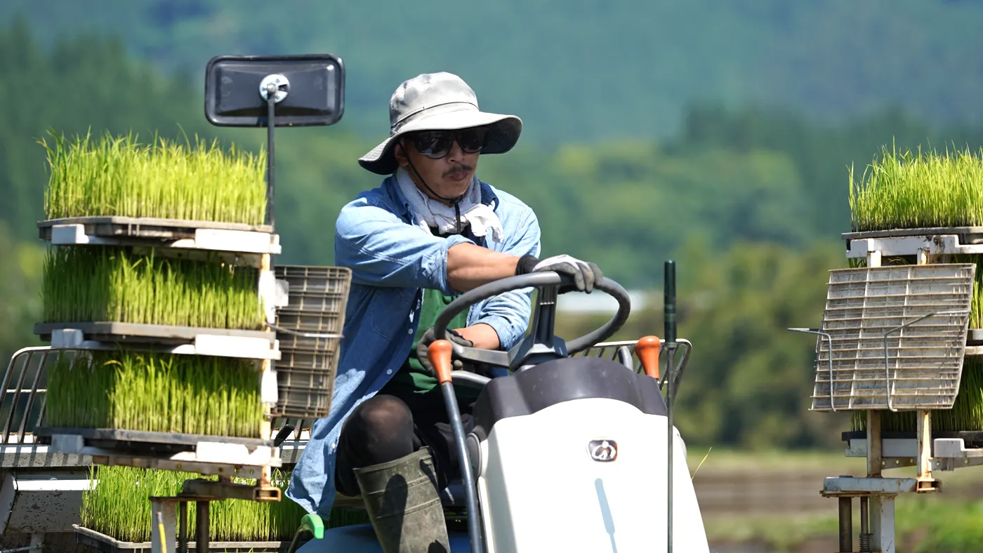 田植えする赤城さん