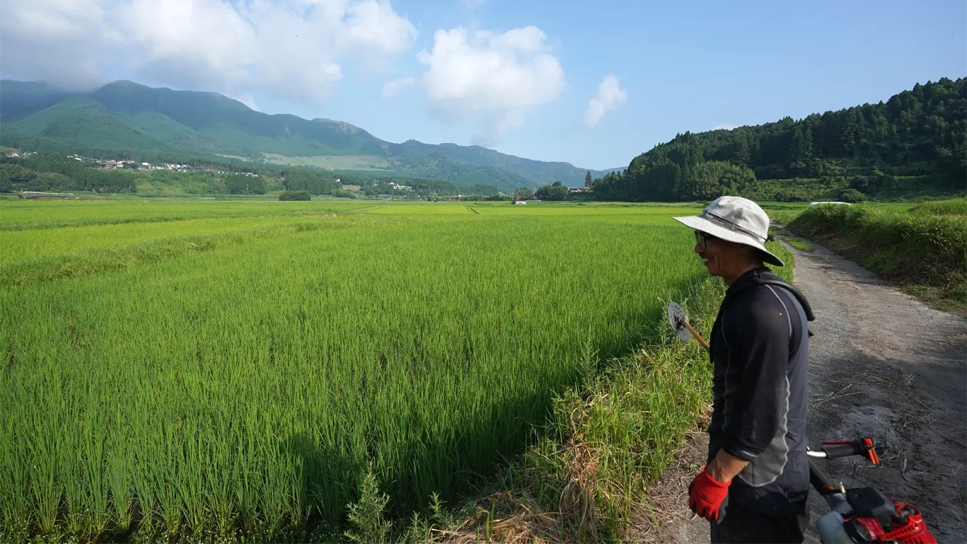夏の田んぼの様子