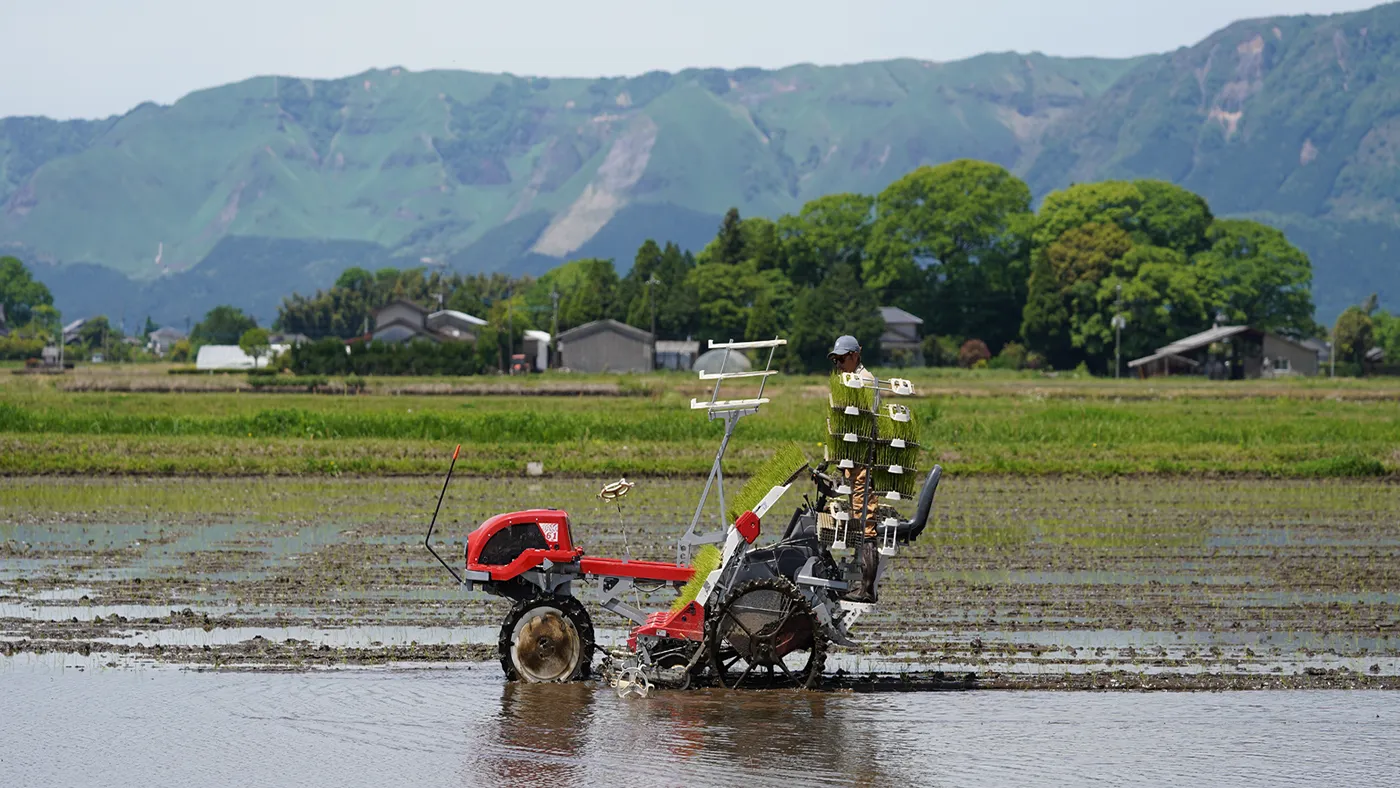 田植え中