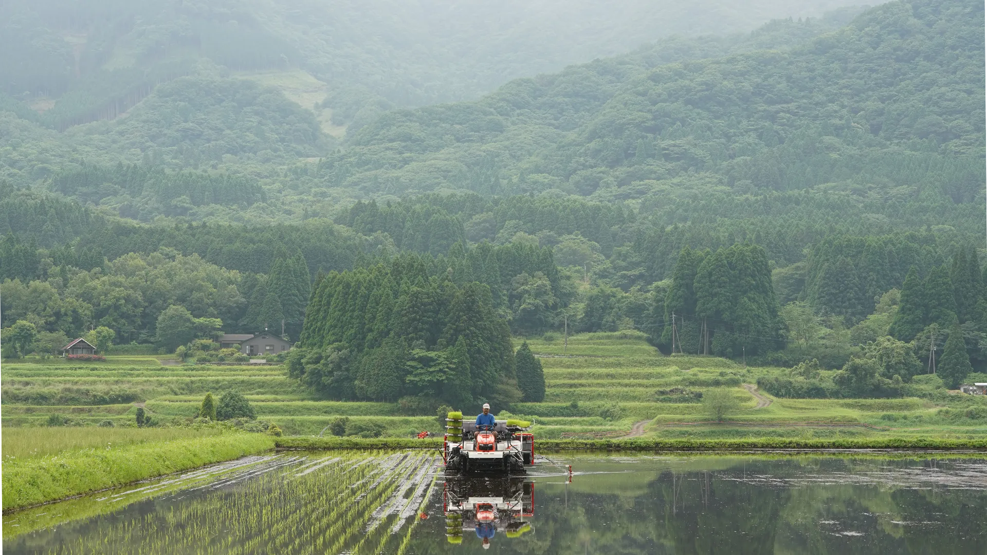 田植えの様子