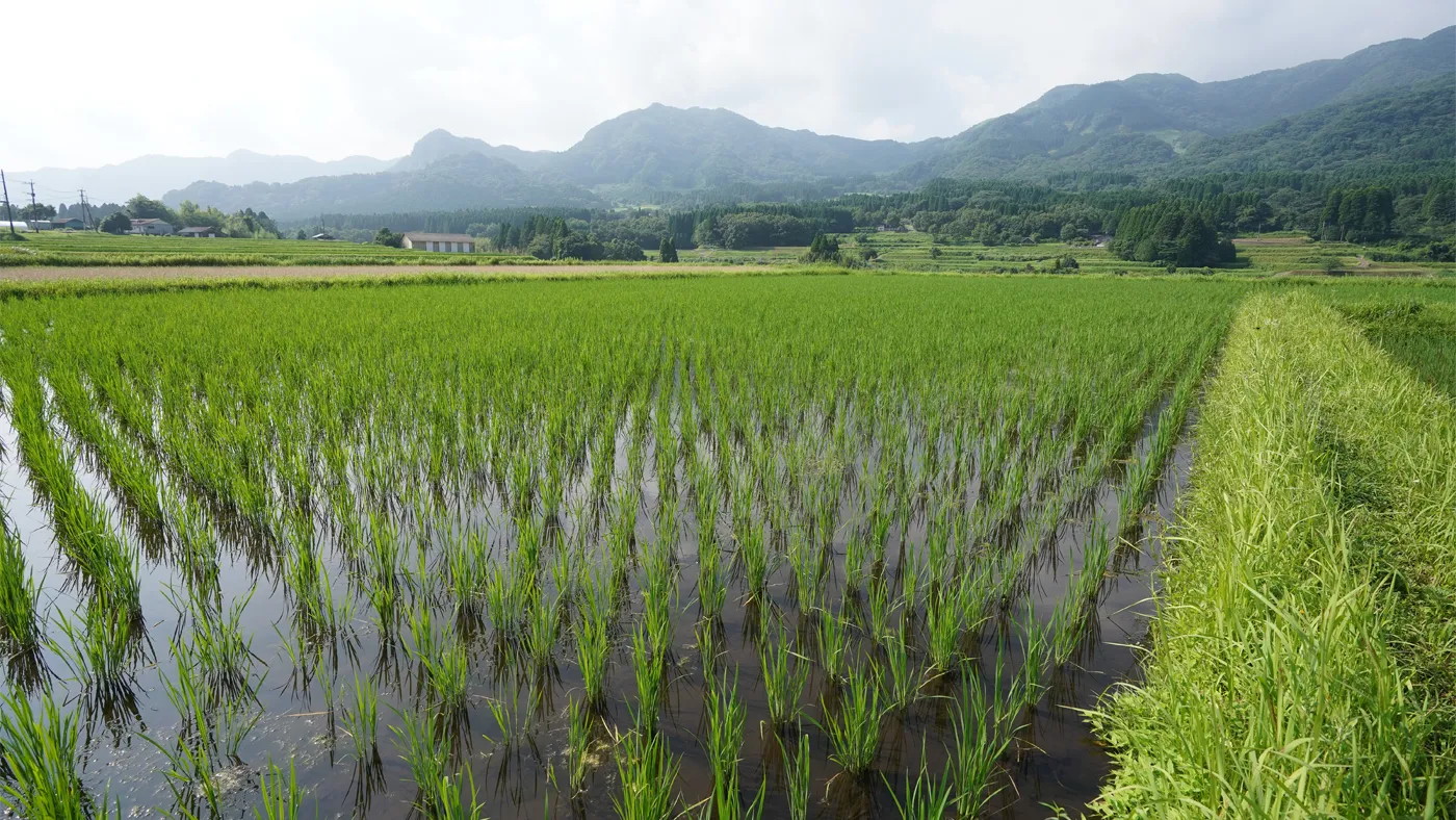 2026年7月22日の田んぼ