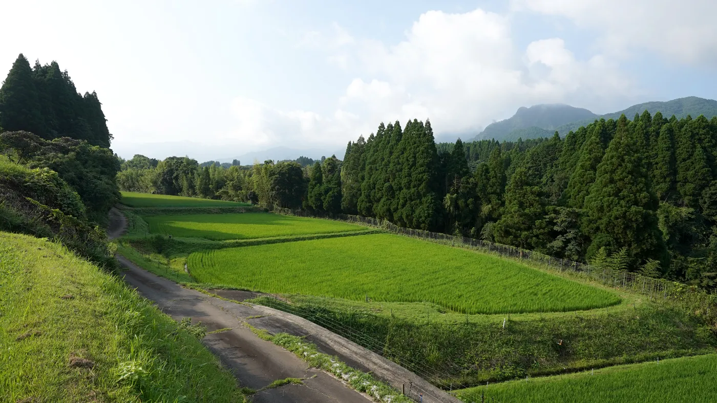 2026年6月20日の田んぼ