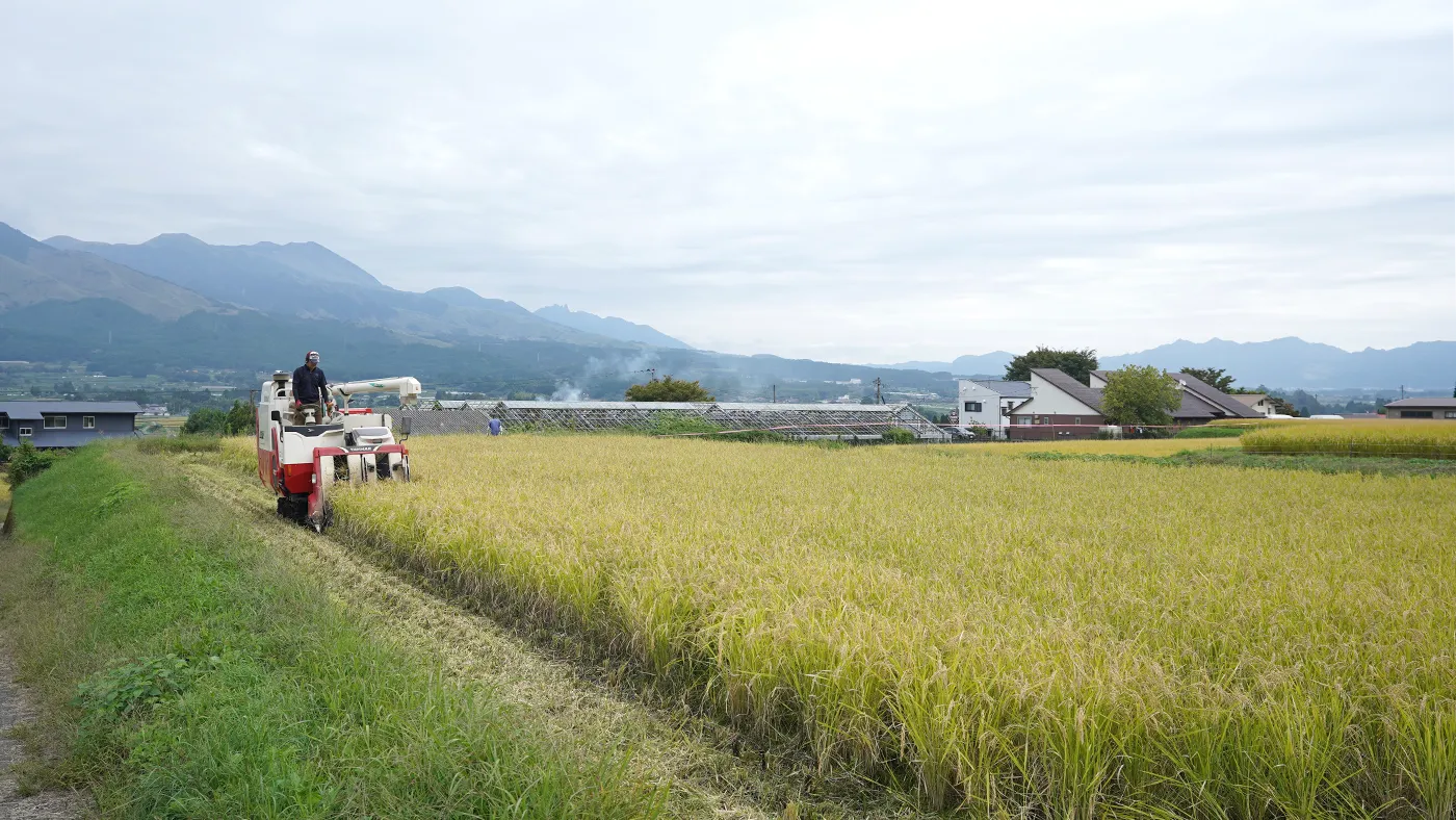 稲刈りの風景