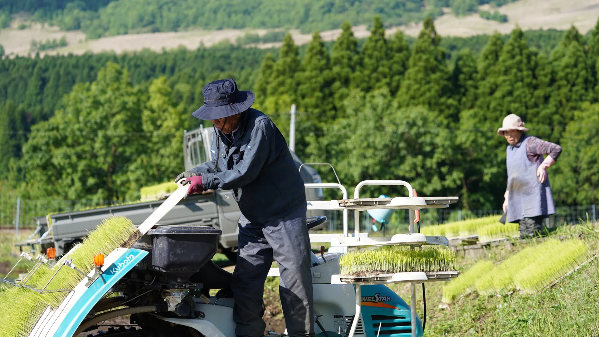田植えの様子