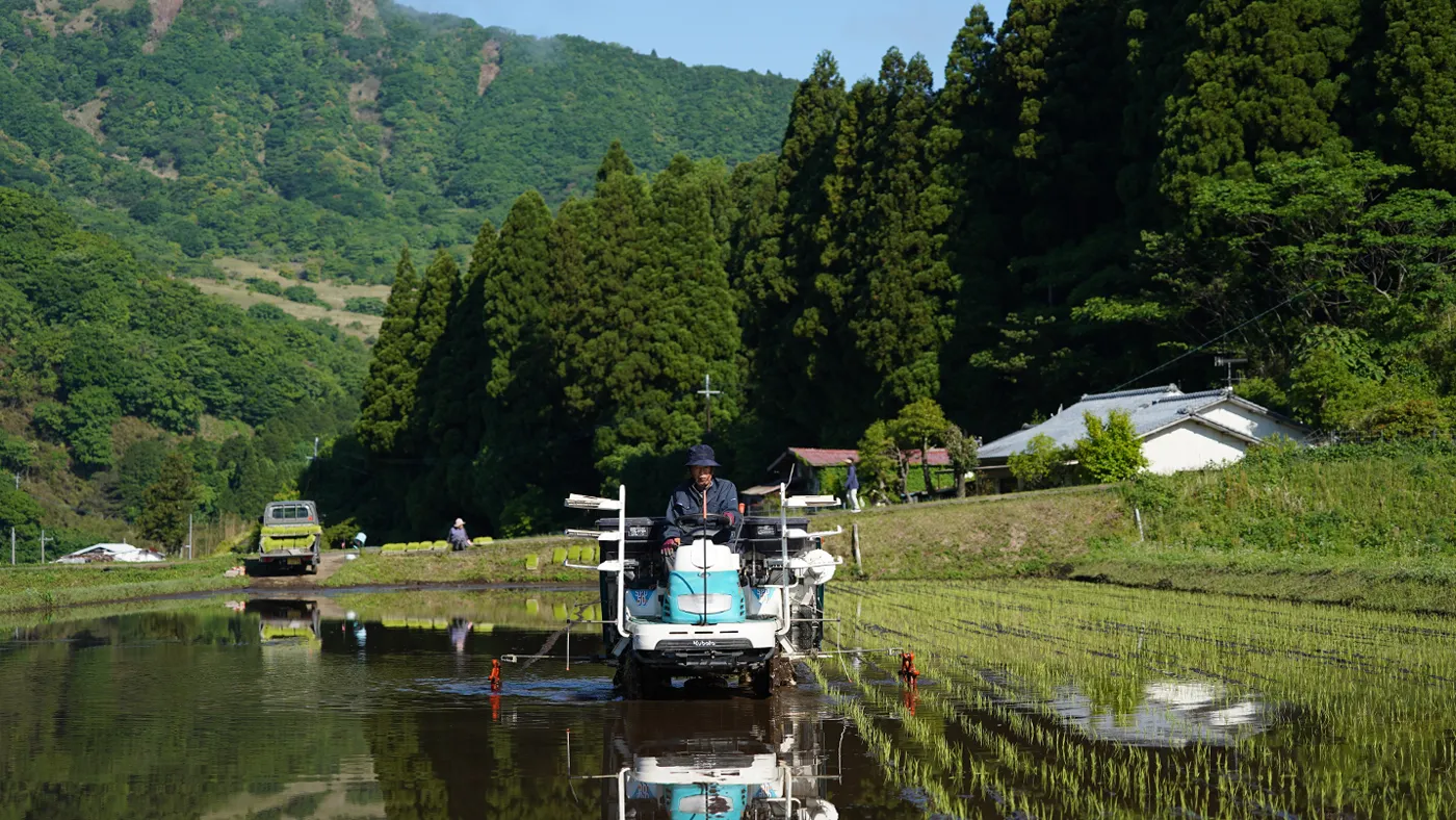 田植えする長野さん