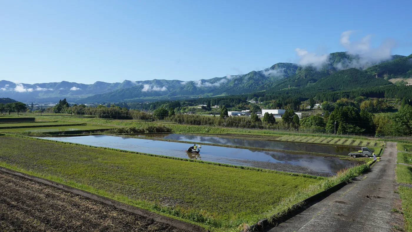 田植えの様子