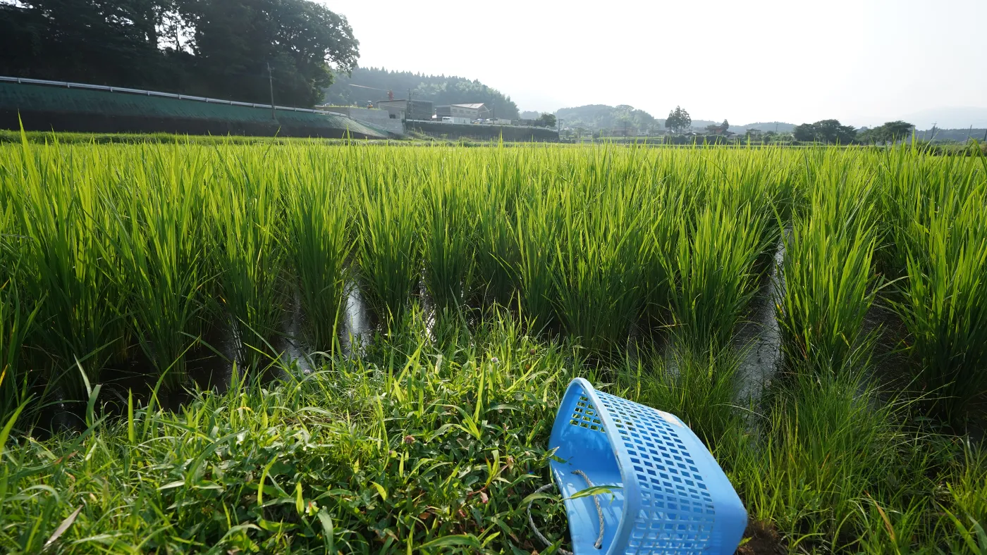 2025年6月20日の田んぼ