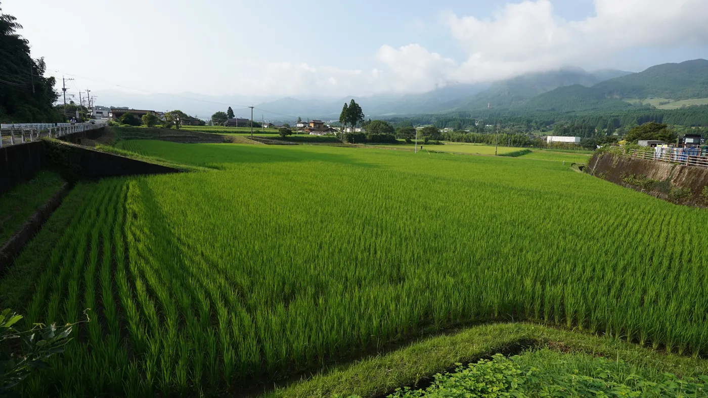 2026年7月22日の田んぼ