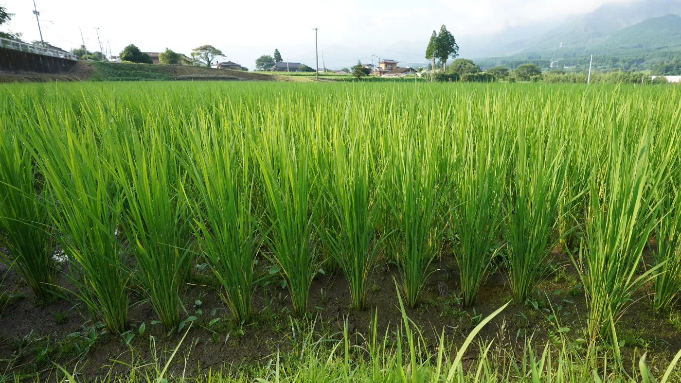 2026年7月22日の田んぼ