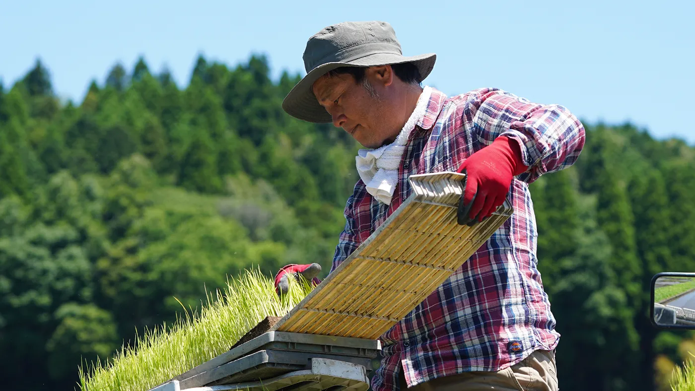 田植えする大森さん