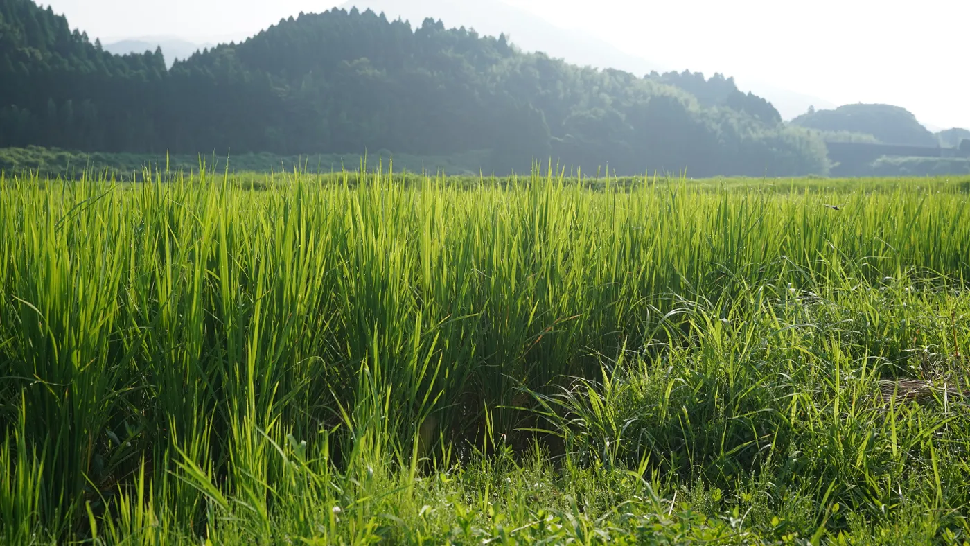 2025年6月20日の田んぼ