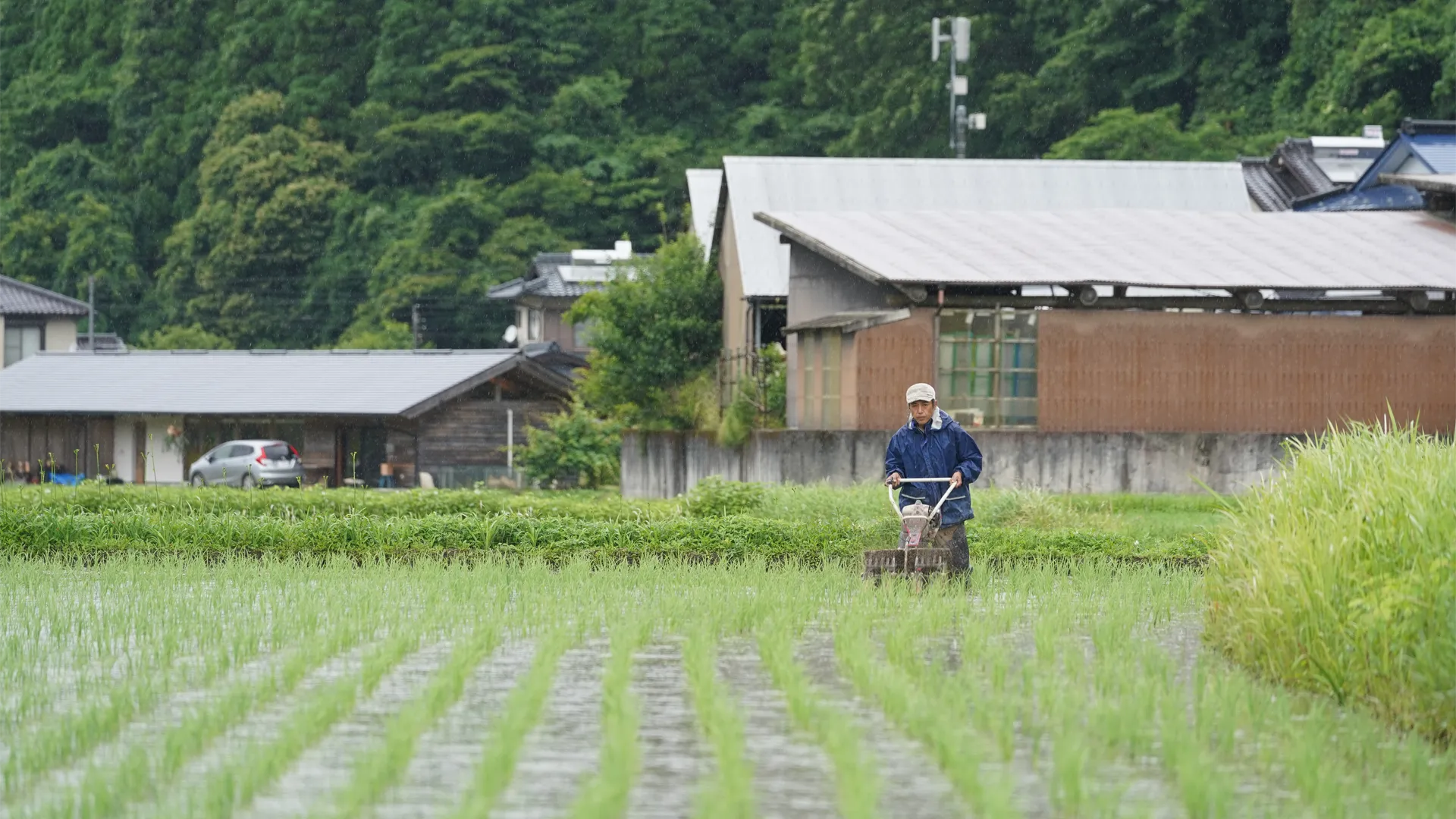 除草の様子