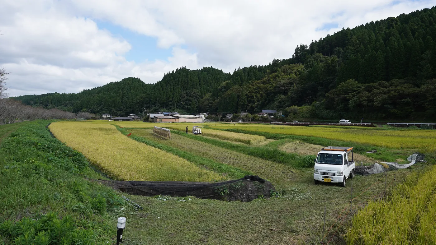 稲刈りの様子