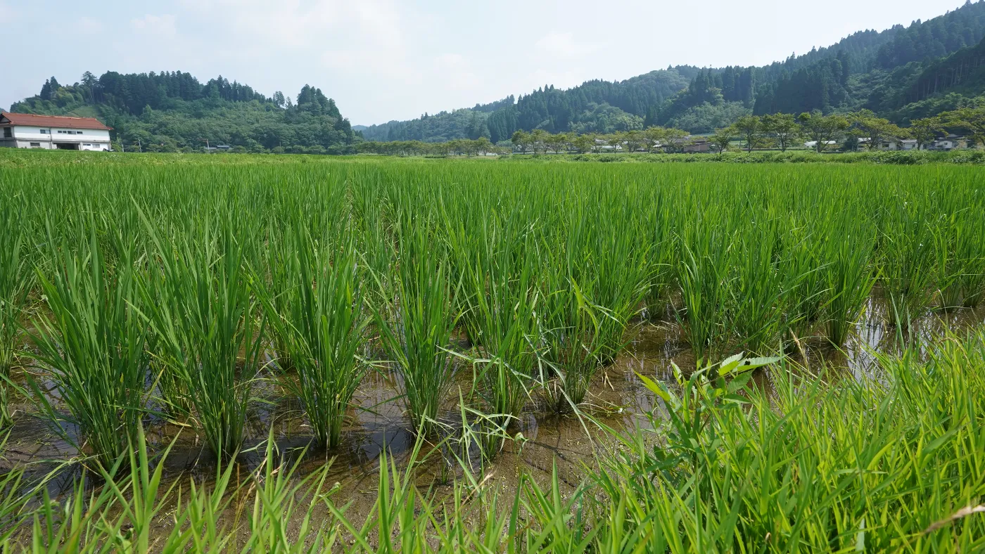 2026年7月21日の田んぼ