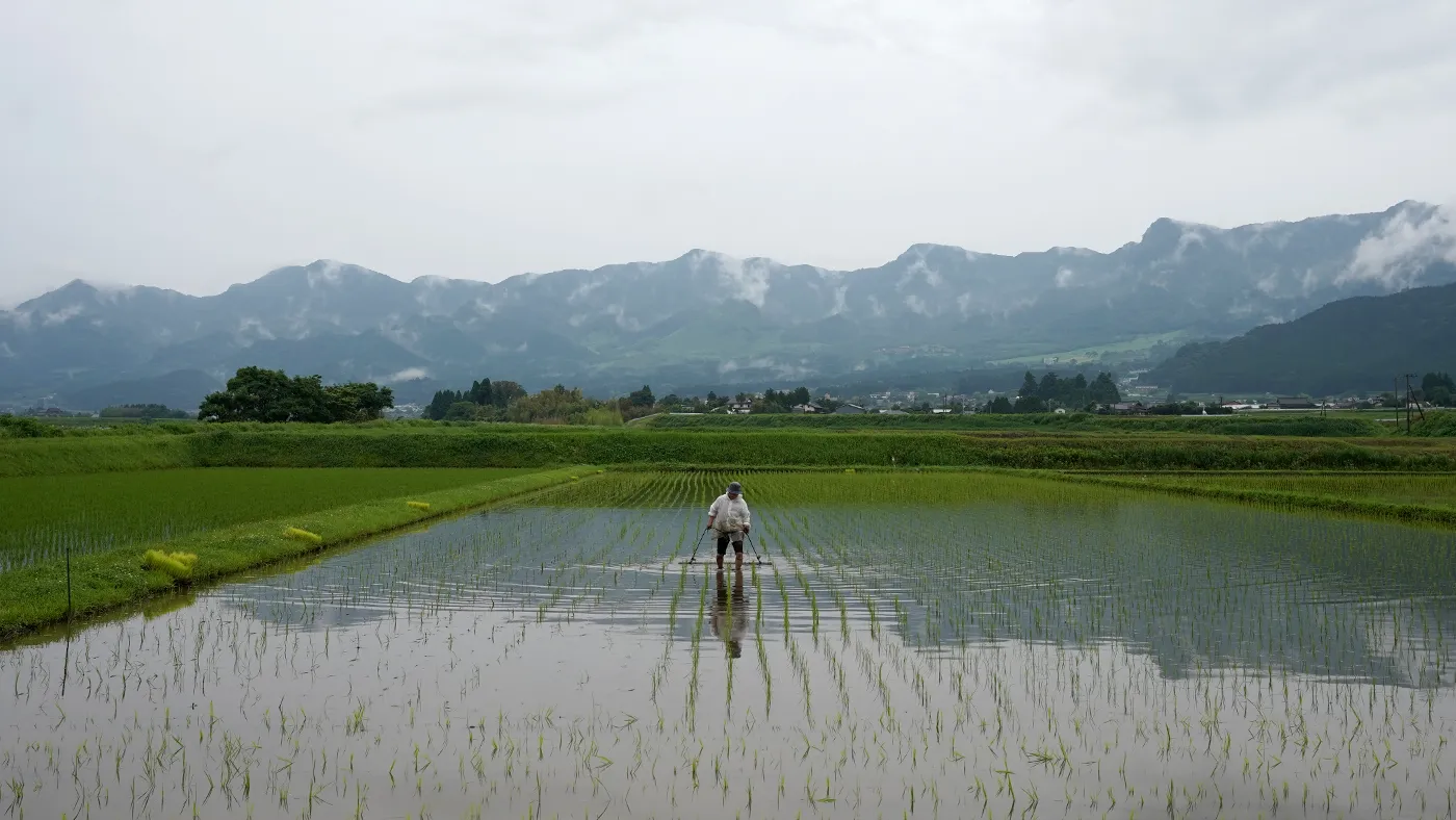除草中の田んぼ