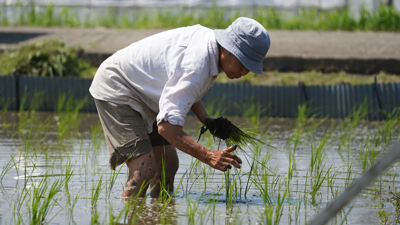 手で除草する