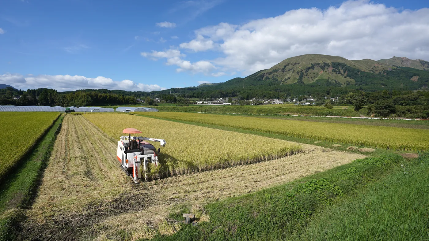 稲刈中の田んぼ