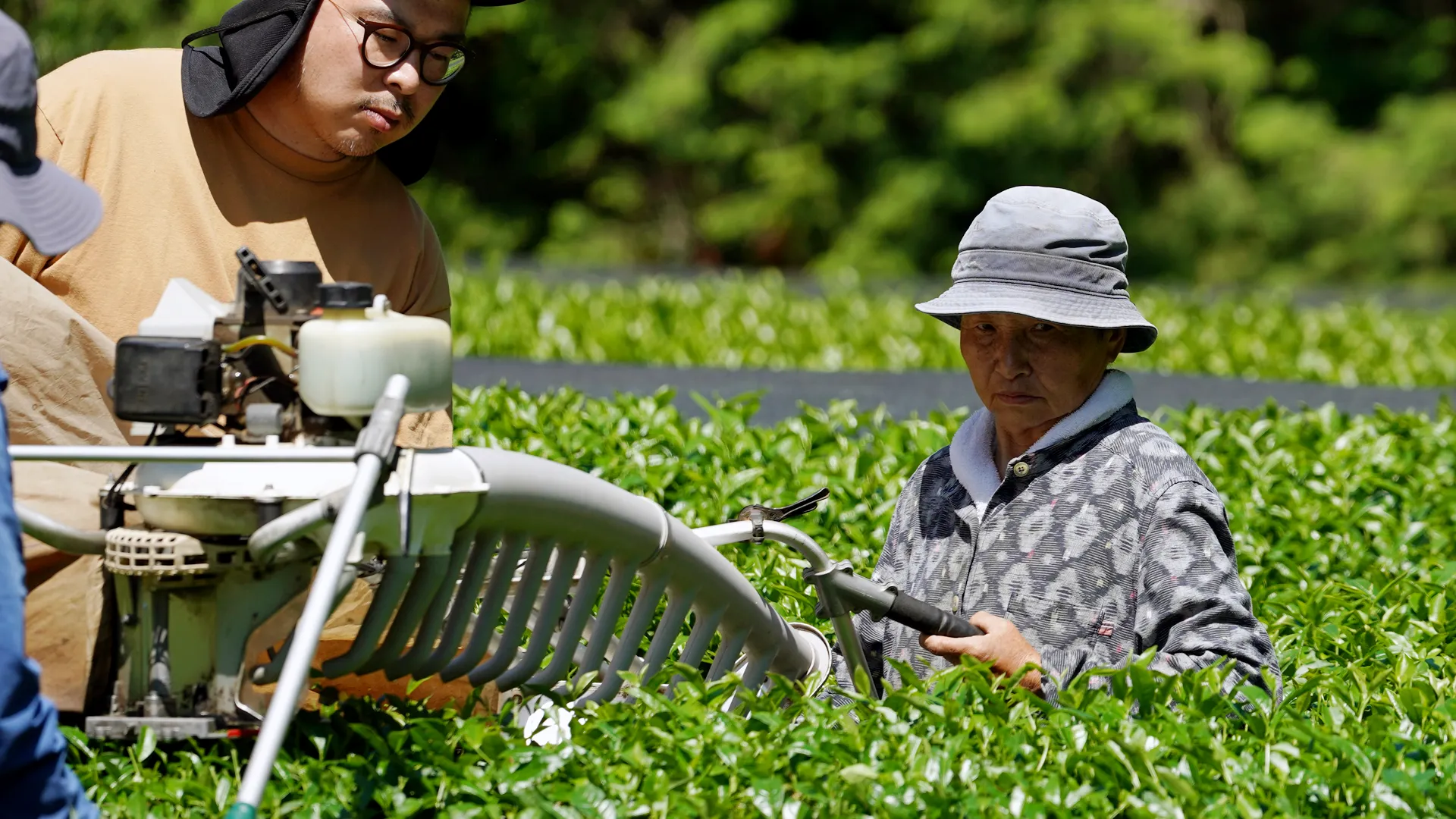 茶摘みの様子