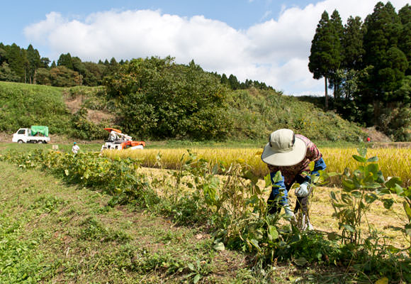 稲刈りの最中、ふと奥さんを見ると何かを収穫している模様。聞くと田んぼの畦で小豆を栽培されているようで、稲刈りの傍ら小豆も収穫。