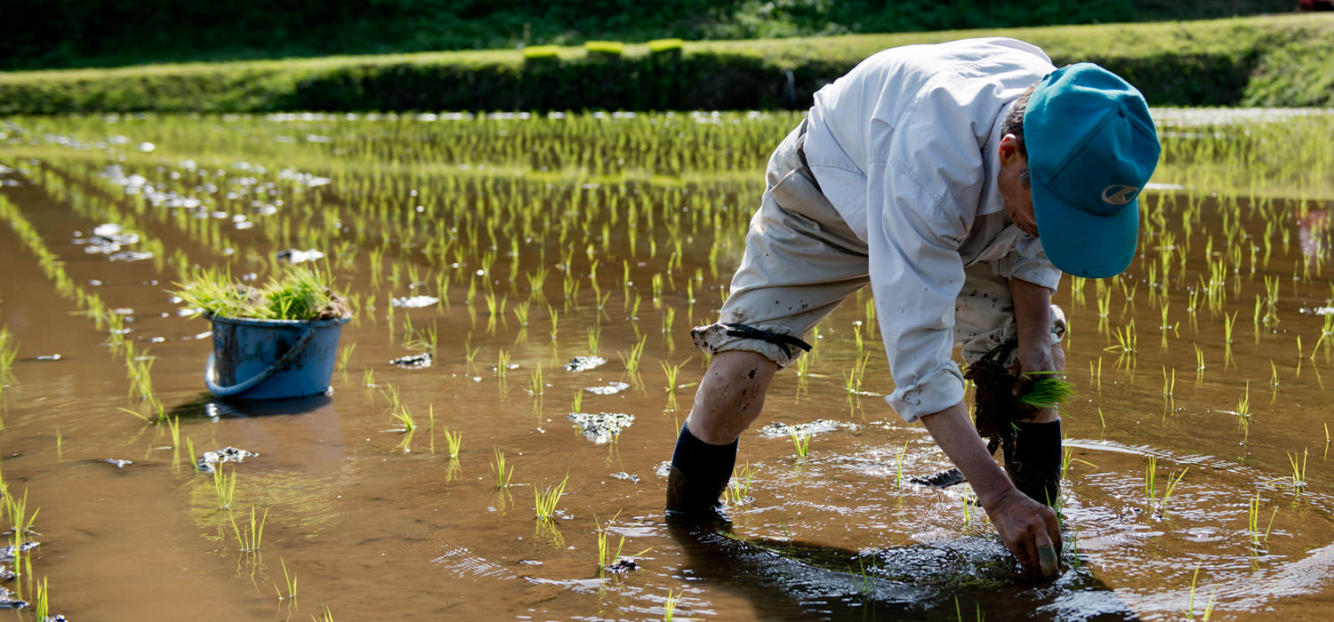 藤原さんの無農薬栽培米の田植え。