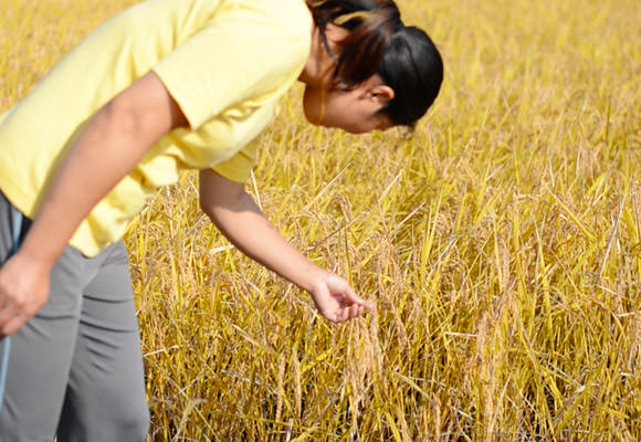 稲刈り前日、今年の米の出来を観察する後藤さん。日照不足とは言うが、籾にもしっかり米が入っておりクズ米が多いということもなさそう。無農薬栽培は天候不順にも強いのかもしれない。