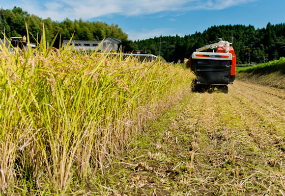 肥料を施さない「無施肥栽培」にも関わらず稲はしっかりと実っている。労を惜しまずに除草機掛けと手除草を何度も行った成果だ。