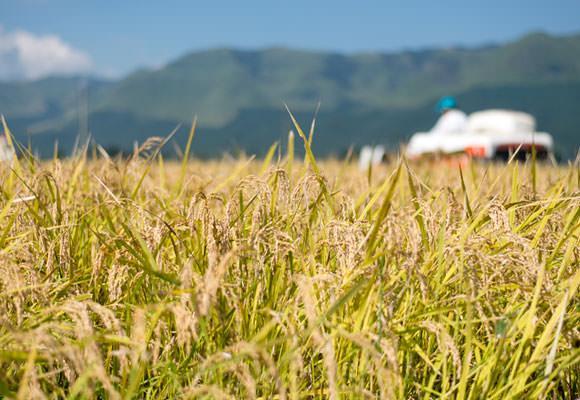今年は早い段階で2回除草機を掛けたという西田さんの田んぼ。そのせいか雑草も少なく夏季の天候不順の影響も寄せ付けずに稲の出来も良いものとなった。