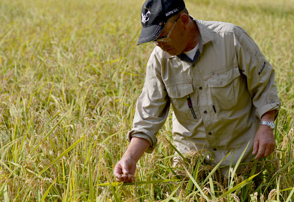 刈り取り前の稲をチェックする酒井さん。今年度の熊本地方の米の収穫量は「やや不良」であると発表されたが、酒井さんのお米は問題はなかったようだ。