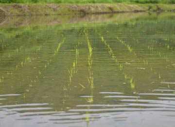深水状態にして雑草を抑えるので、田植え直後から水はタプタプにする。