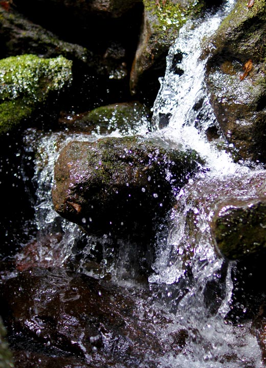 阿蘇外輪山から湧き出る岩清水。後藤さんの稲作に使用している水は、この良質な天然水と全く同じものだ。