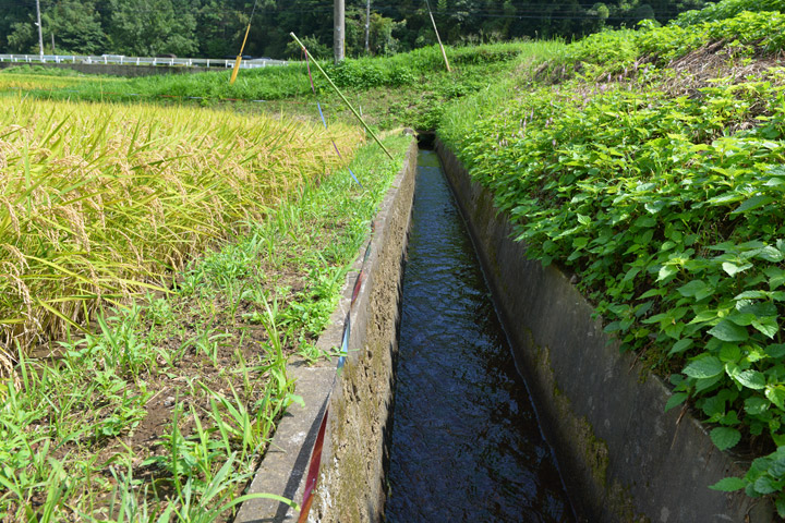 田んぼに使用している水は100%阿蘇の天然水。